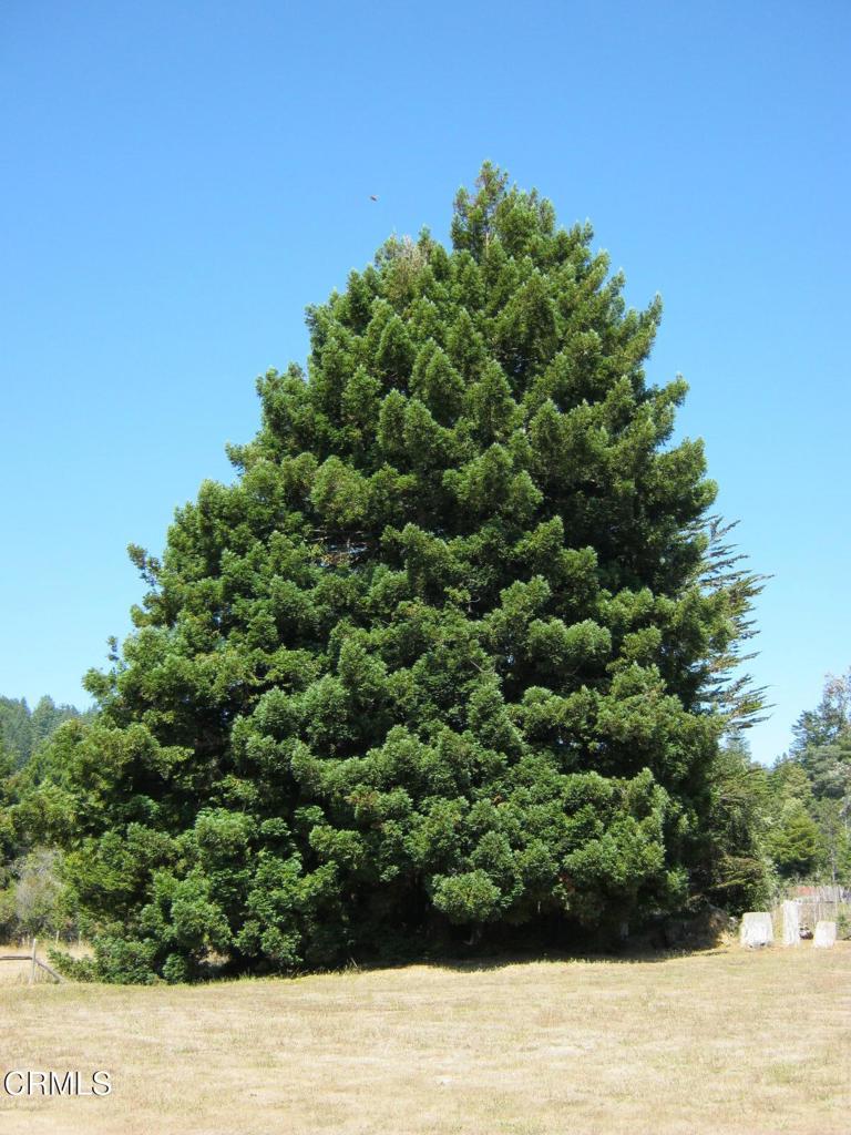 30520 Pudding Creek Road Fort Bragg, CA 95437 - Photo 20 of 24 a view of a green field