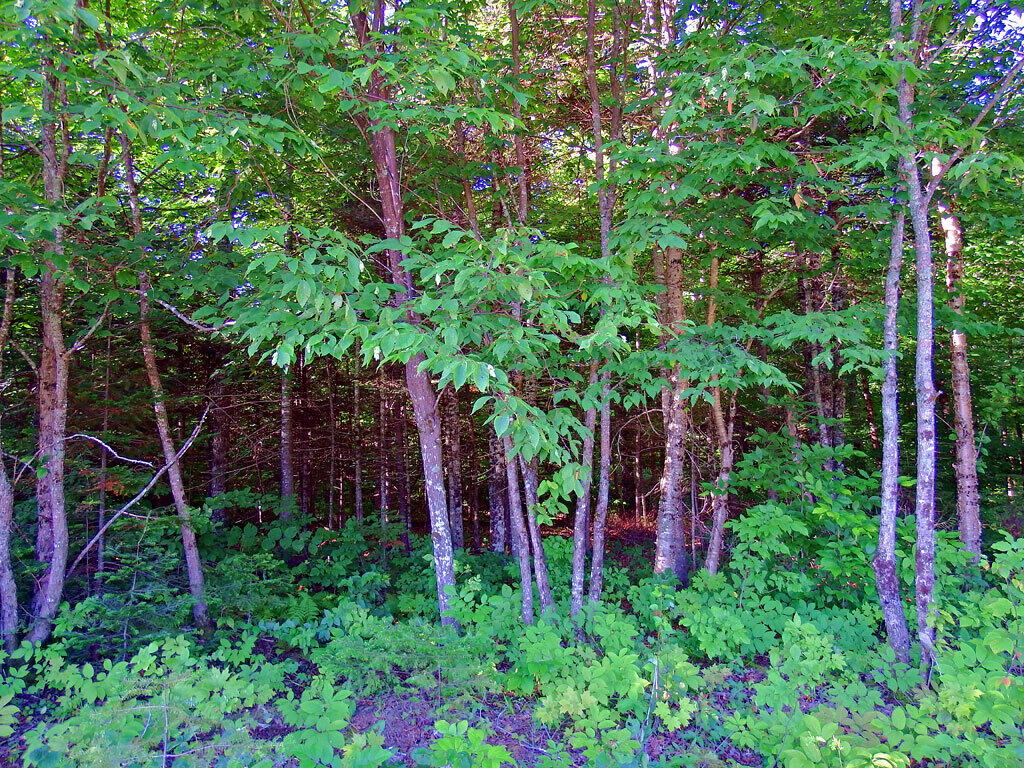 Lot 1 Us Route 212 Road Merrill, ME 04780 - Photo 7 of 14 dunn-300-acres-rt-212
