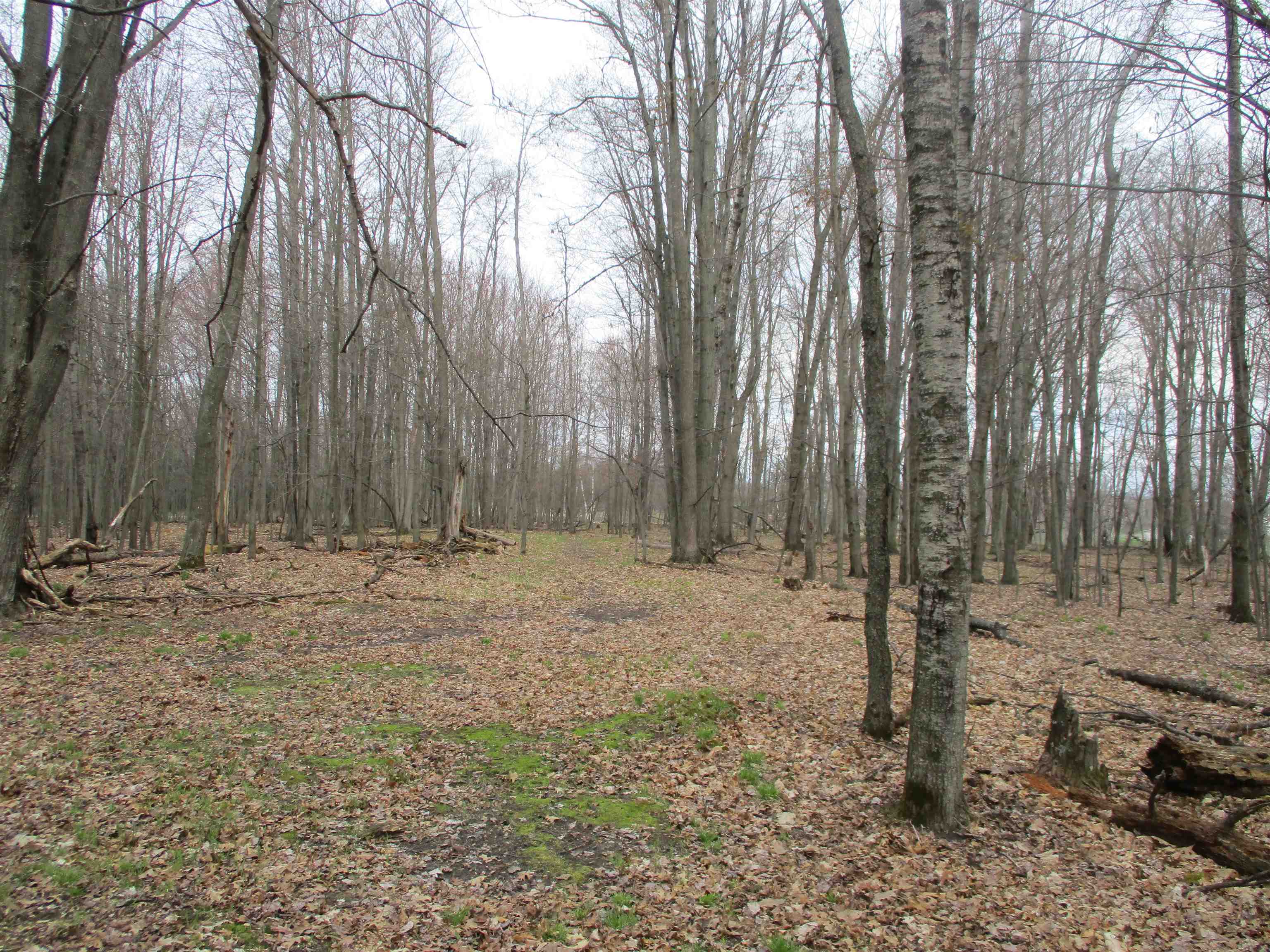 0 Peterson Road Prescott, MI 48756 - Photo 12 of 17 1921450-75187dc3-031a-45ee-886e-81439cb99dc2.JPG