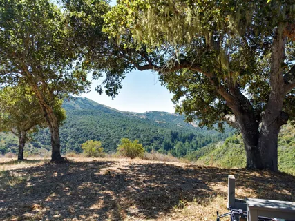 a view of a large tree with a yard