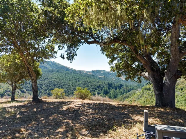 a view of a large tree with a yard