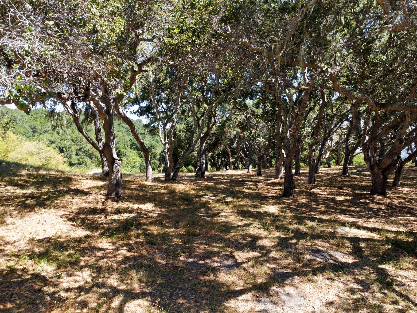 4 Holding Field Run Carmel, CA 93923 - Photo 7 of 19 a view of a yard with a tree