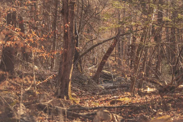 a view of lake and mountain