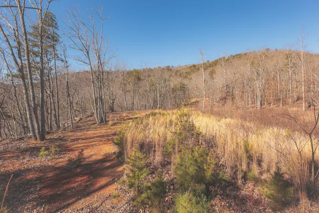 a view of a dry yard with trees in the background