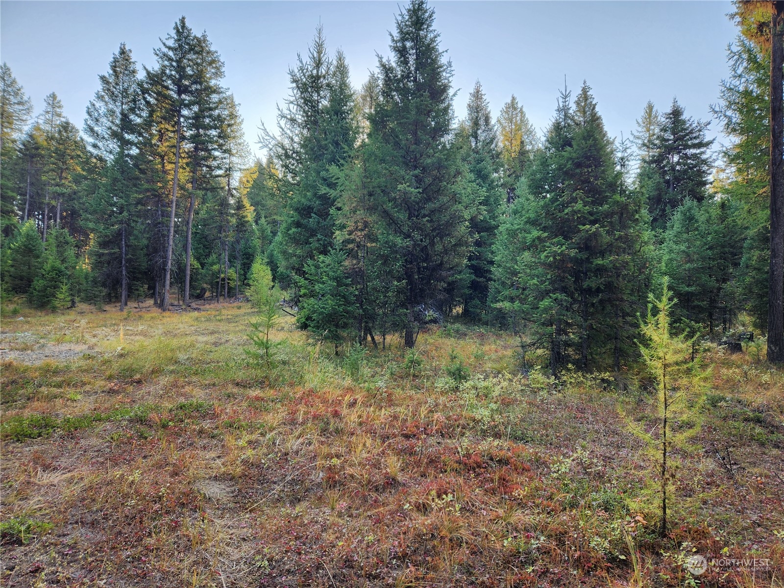 5 Prior Loop Road Oroville, WA 98844 - Photo 22 of 34 a big yard with lots of green space and deers
