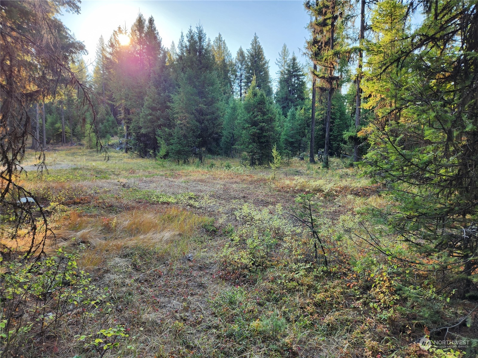 5 Prior Loop Road Oroville, WA 98844 - Photo 28 of 34 a view of a yard with a tree