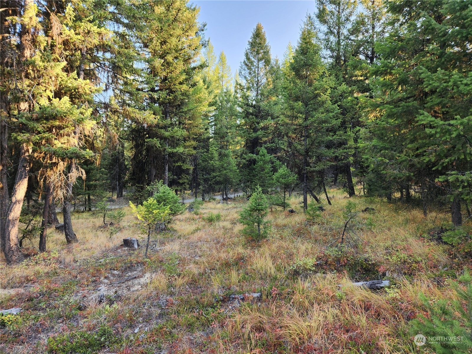 5 Prior Loop Road Oroville, WA 98844 - Photo 32 of 34 a view of a forest filled with trees