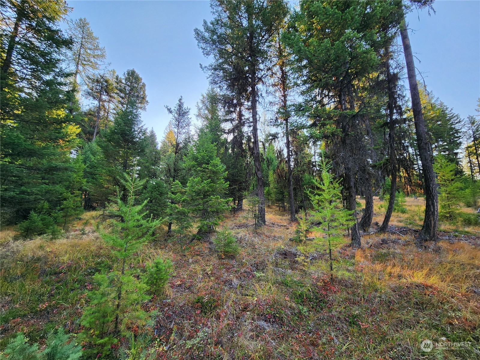 5 Prior Loop Road Oroville, WA 98844 - Photo 33 of 34 a view of a forest with trees in the background