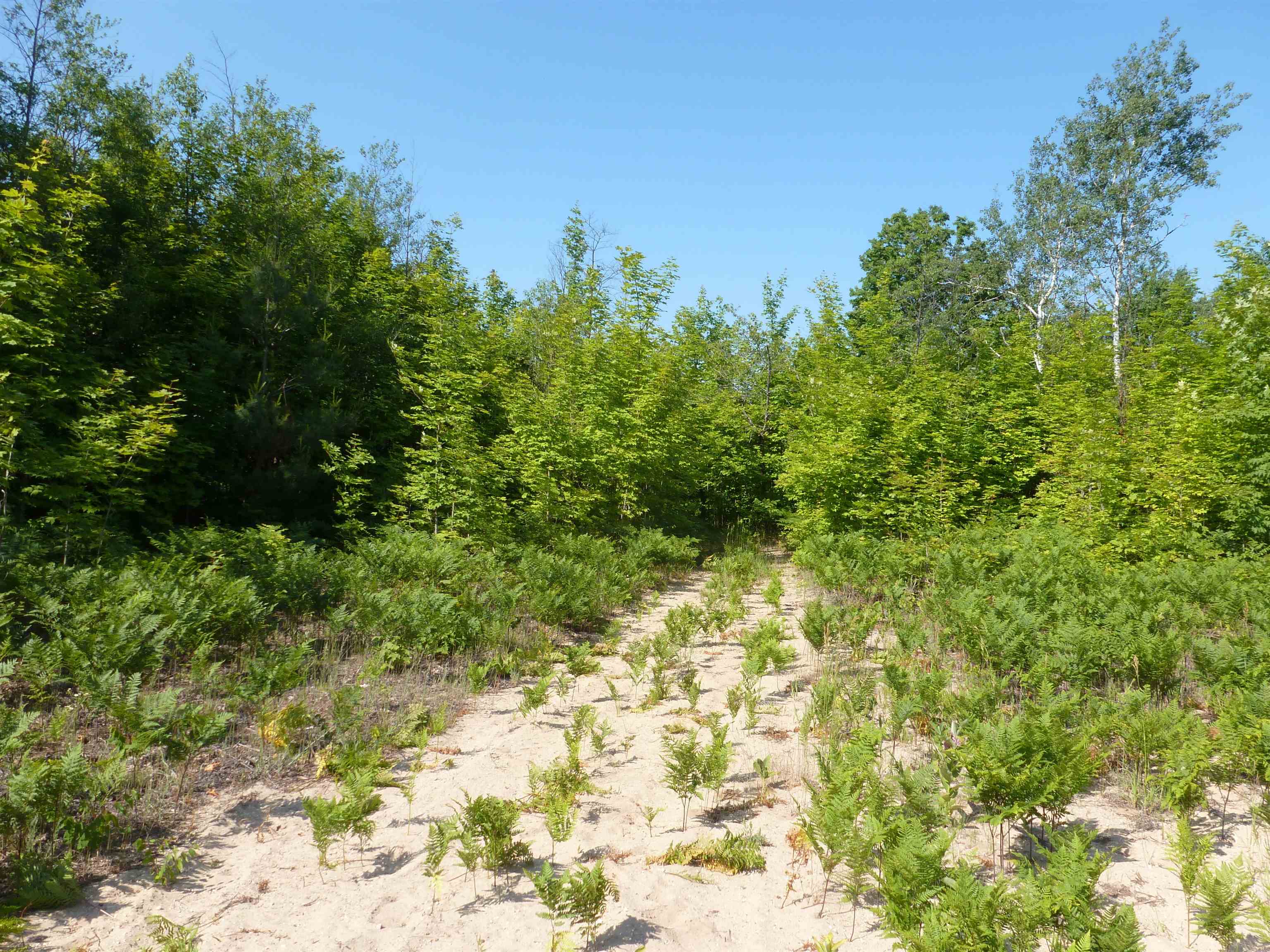 0 Summit Road Northeast Kalkaska, MI 49646 - Photo 3 of 11 1915112-2.JPG