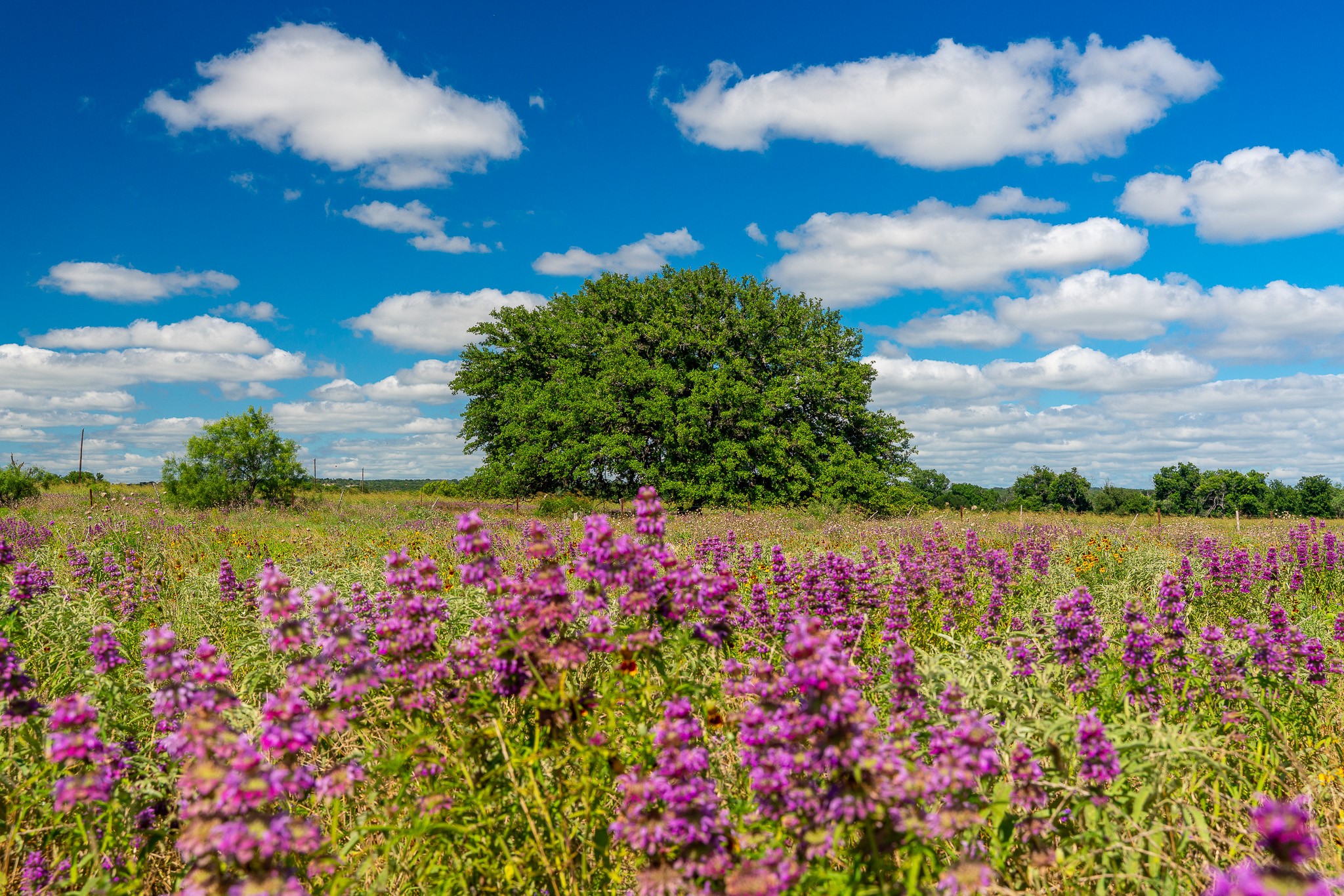 8044 580th Street East Kempner, TX 76539 - Photo 17 of 40 Vast stretches of vibrant purple blossoms define this beautiful meadow landscape.