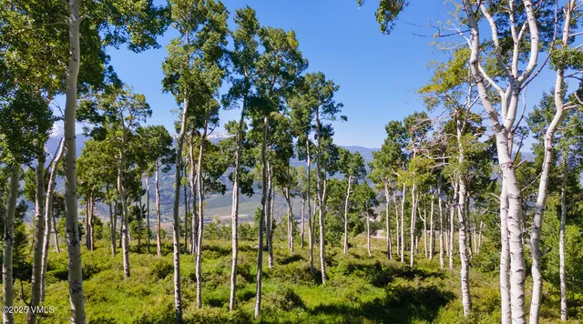 a view of a garden with a tree