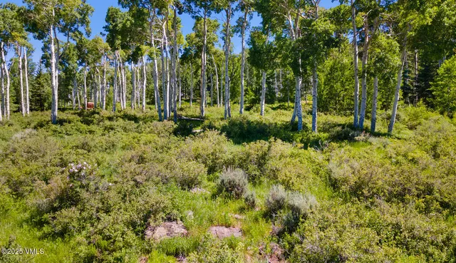 a street view with large trees
