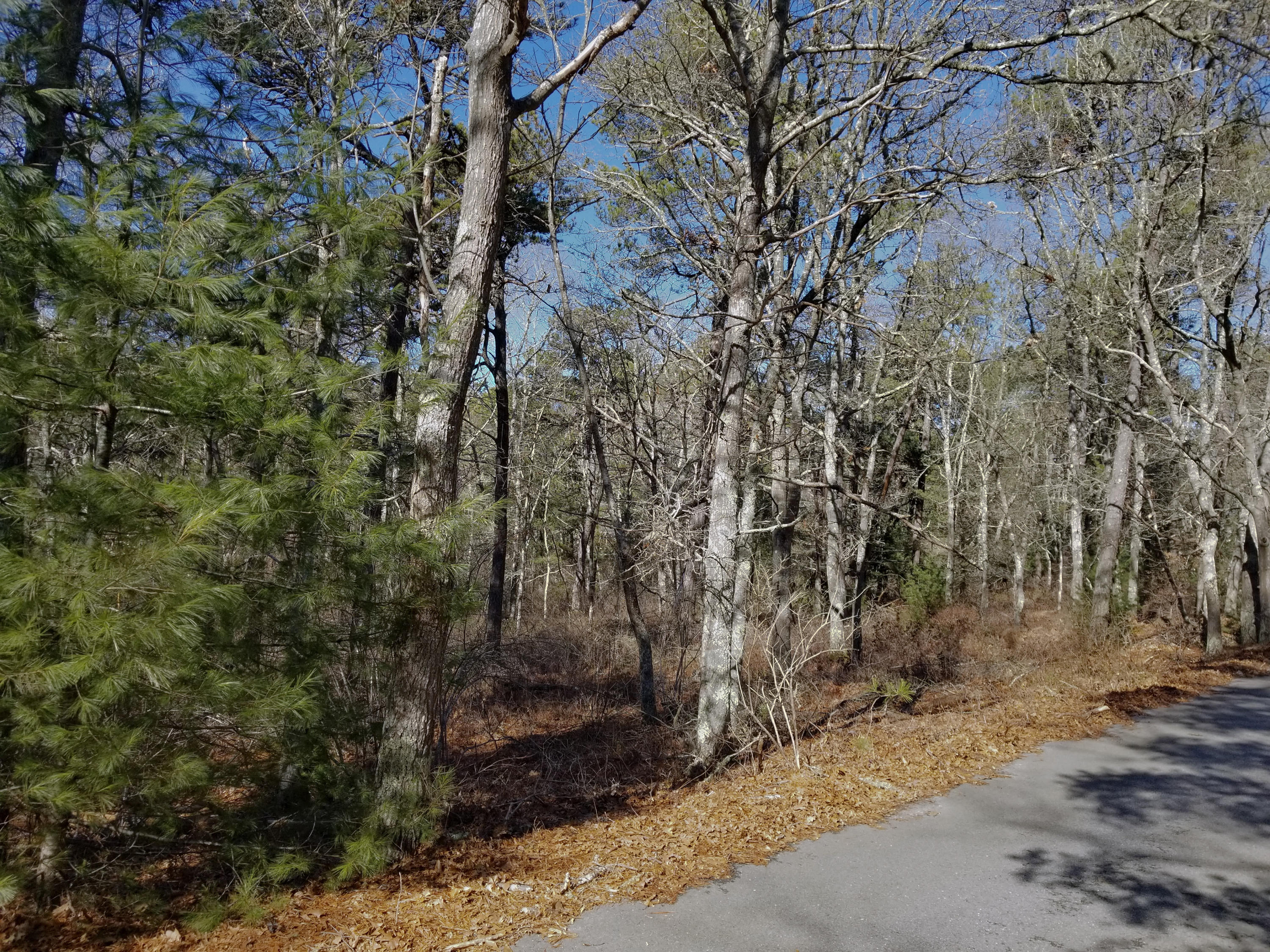 0 Rushy Marsh Road Cotuit, MA 02635 - Photo 6 of 8 a pathway of a yard