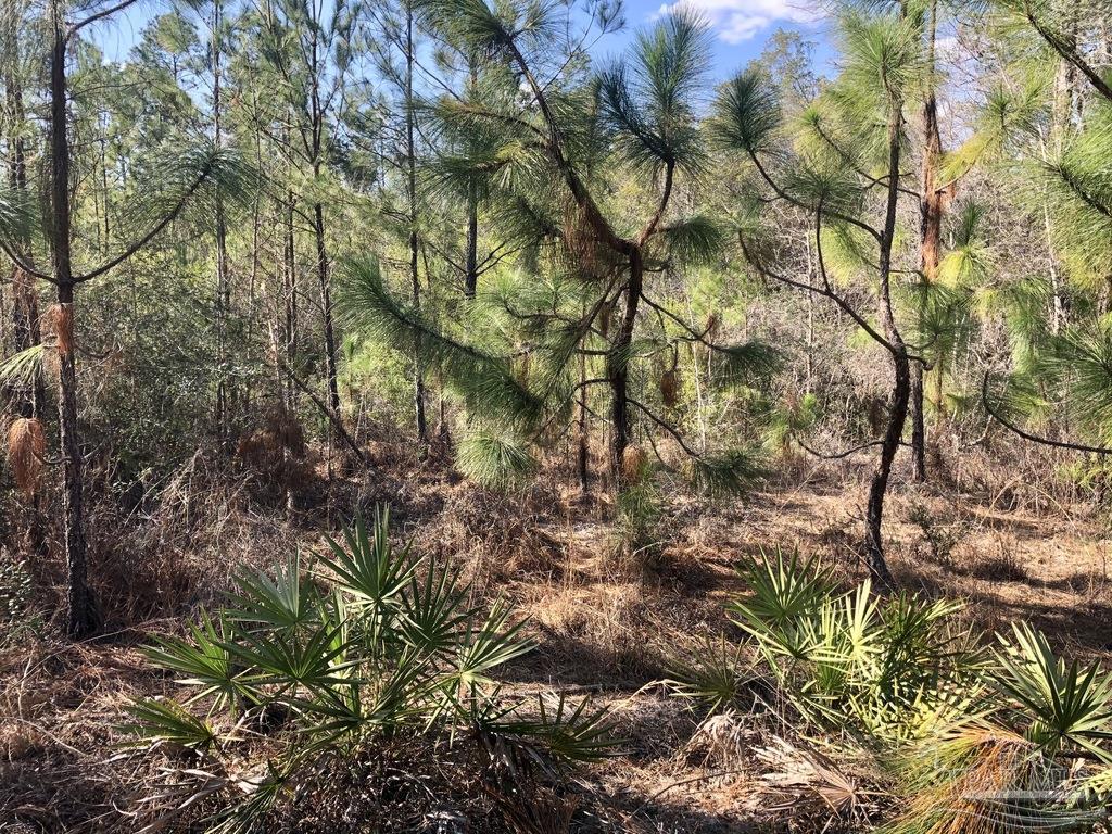 Lot 4-sw Gin Road Milton, FL 32571 - Photo 22 of 25 Gallery Image 22