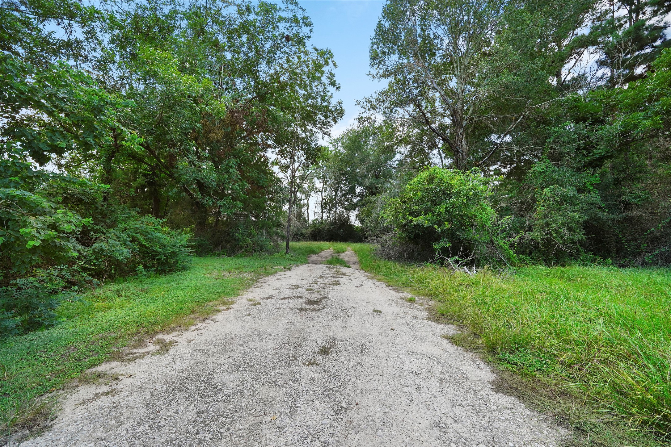 22111 Loblolly Road Tomball, TX 77377 - Photo 2 of 11 a view of a yard with plants and large trees