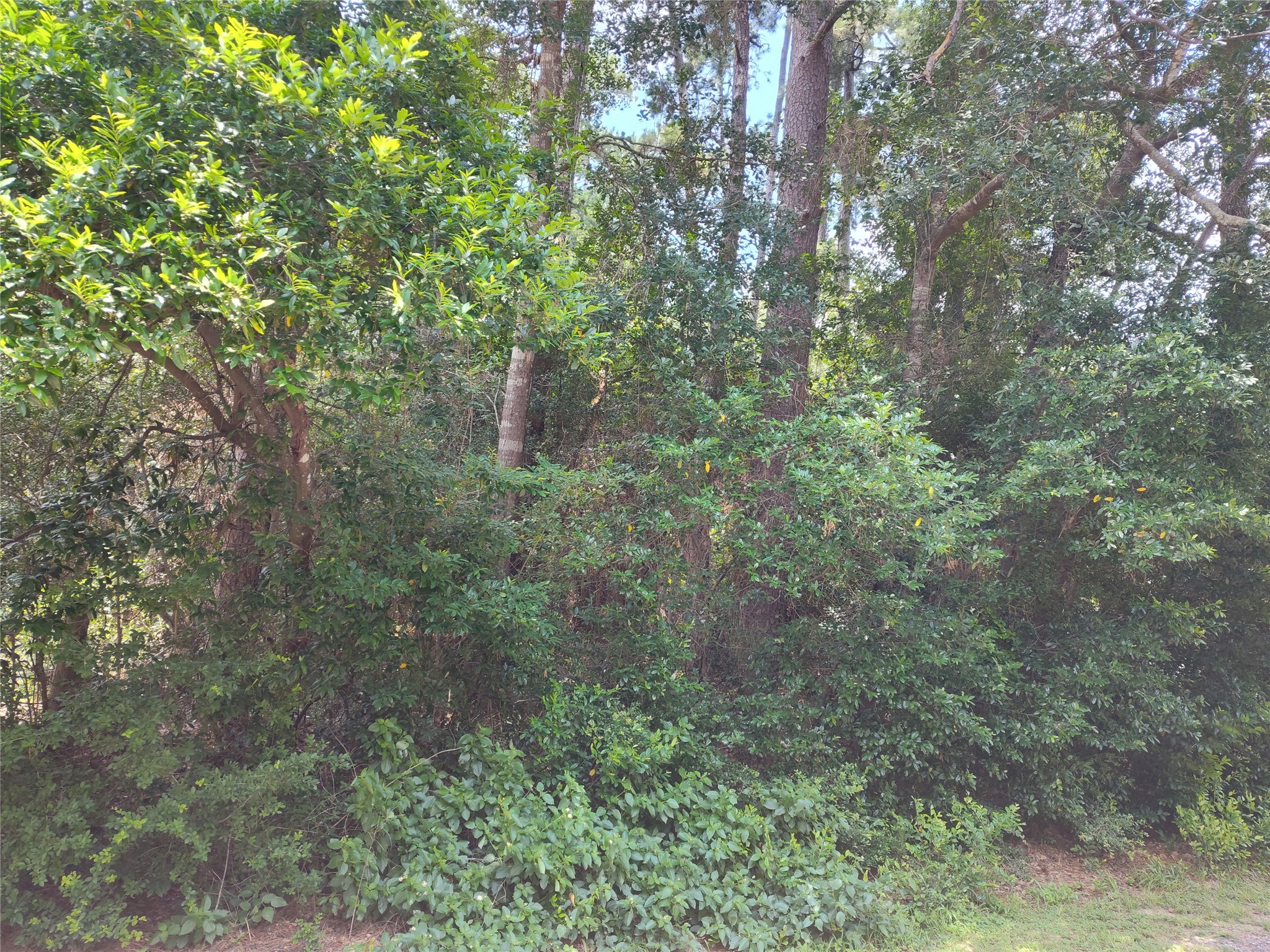 Tbd Rollingwood Loop Conroe, TX 77303 - Photo 4 of 4 a view of a forest with lots of trees