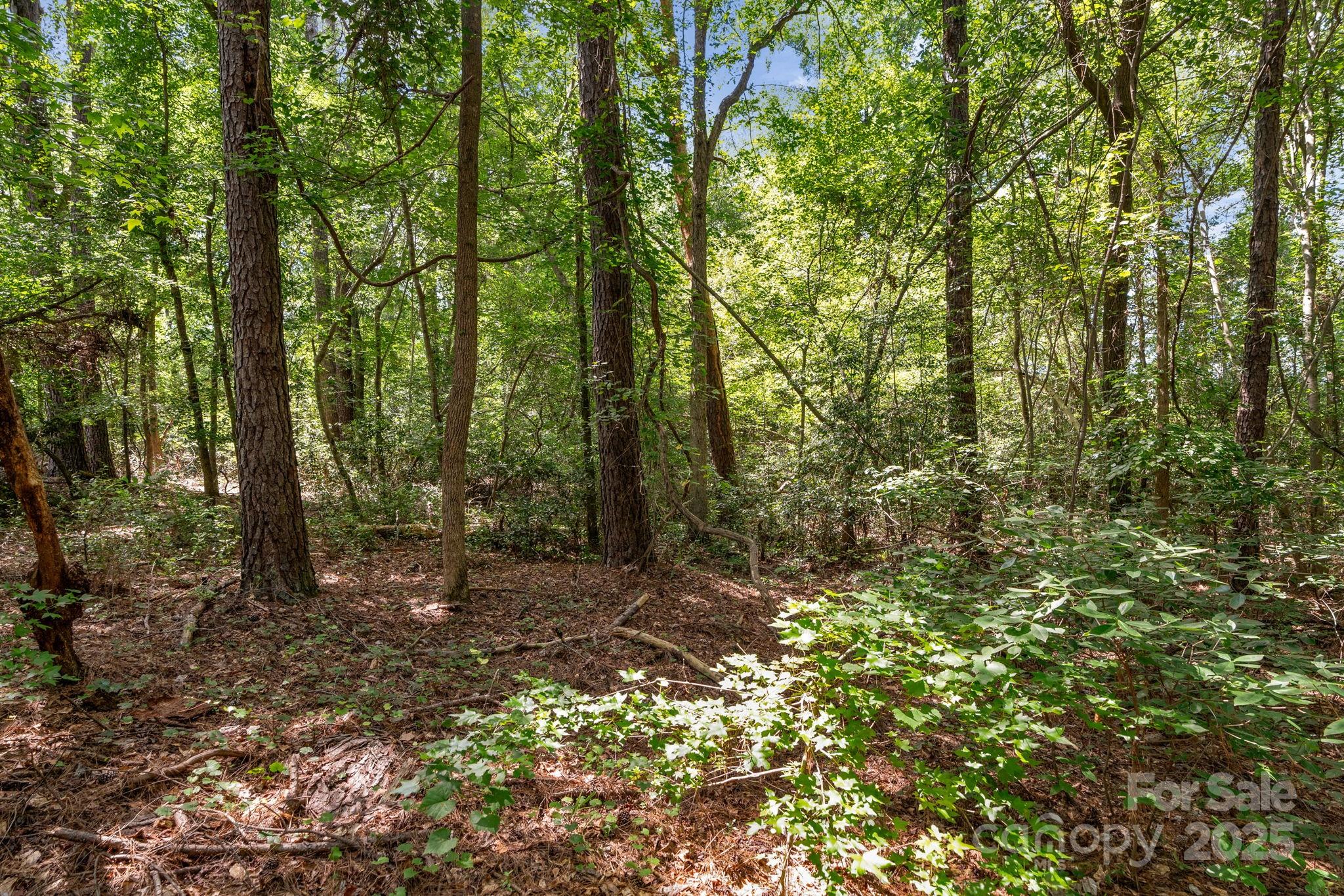0 McMillan Road Cheraw, SC 29520 - Photo 21 of 33 a view of a forest with trees in the background