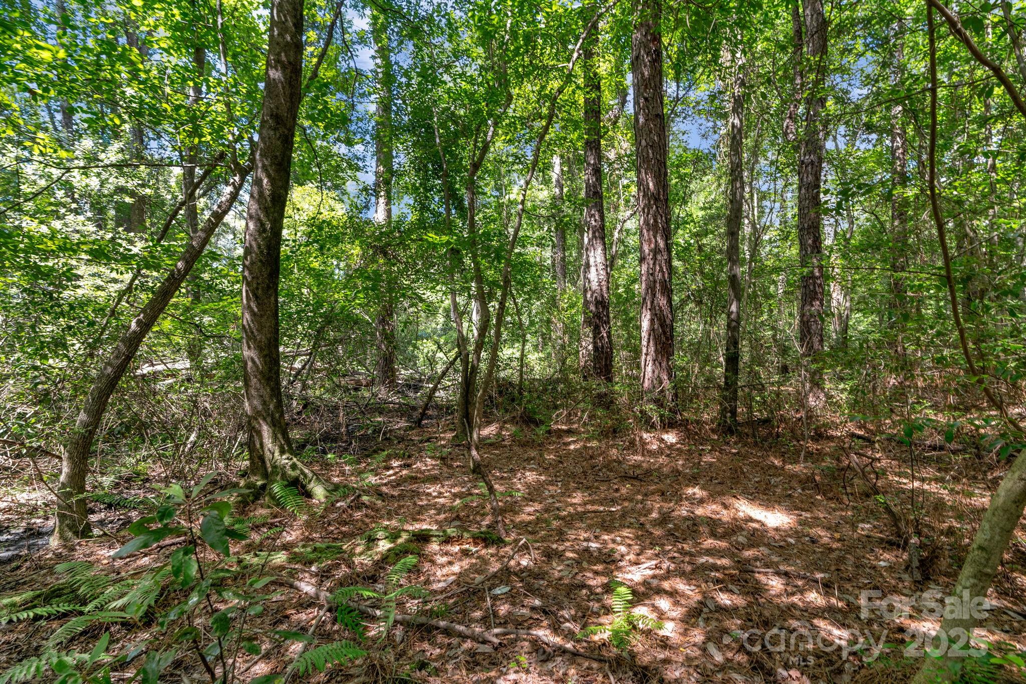 0 McMillan Road Cheraw, SC 29520 - Photo 22 of 33 a view of forest with trees