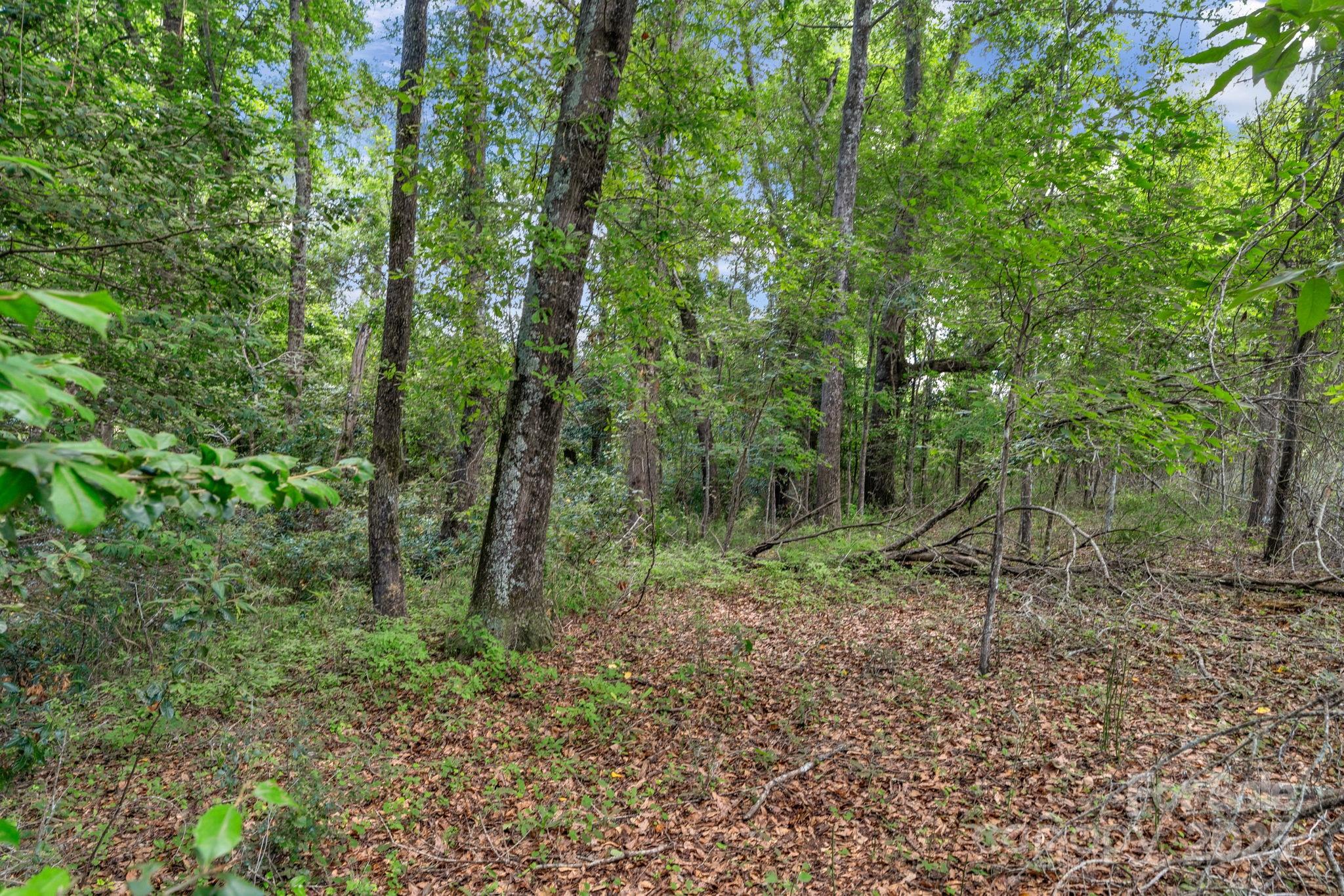 0 McMillan Road Cheraw, SC 29520 - Photo 23 of 33 a view of a forest with trees in the background