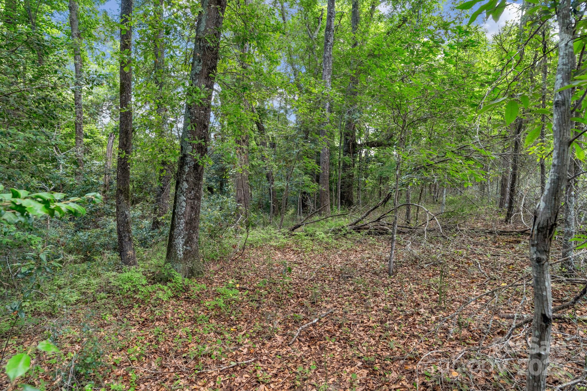 0 McMillan Road Cheraw, SC 29520 - Photo 24 of 33 a view of a forest with trees in the background