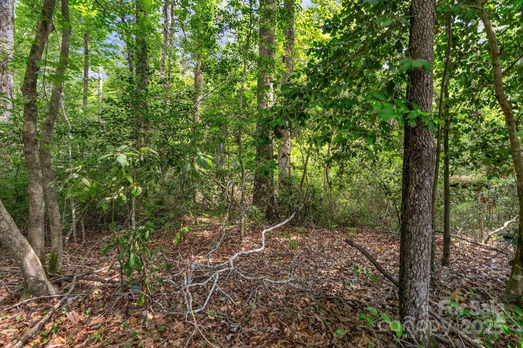 0 McMillan Road Cheraw, SC 29520 - Photo 25 of 33 a view of a forest with trees