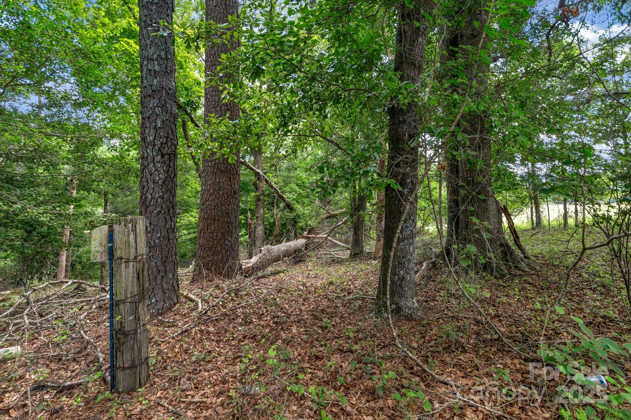 0 McMillan Road Cheraw, SC 29520 - Photo 27 of 33 a view of a forest filled with trees