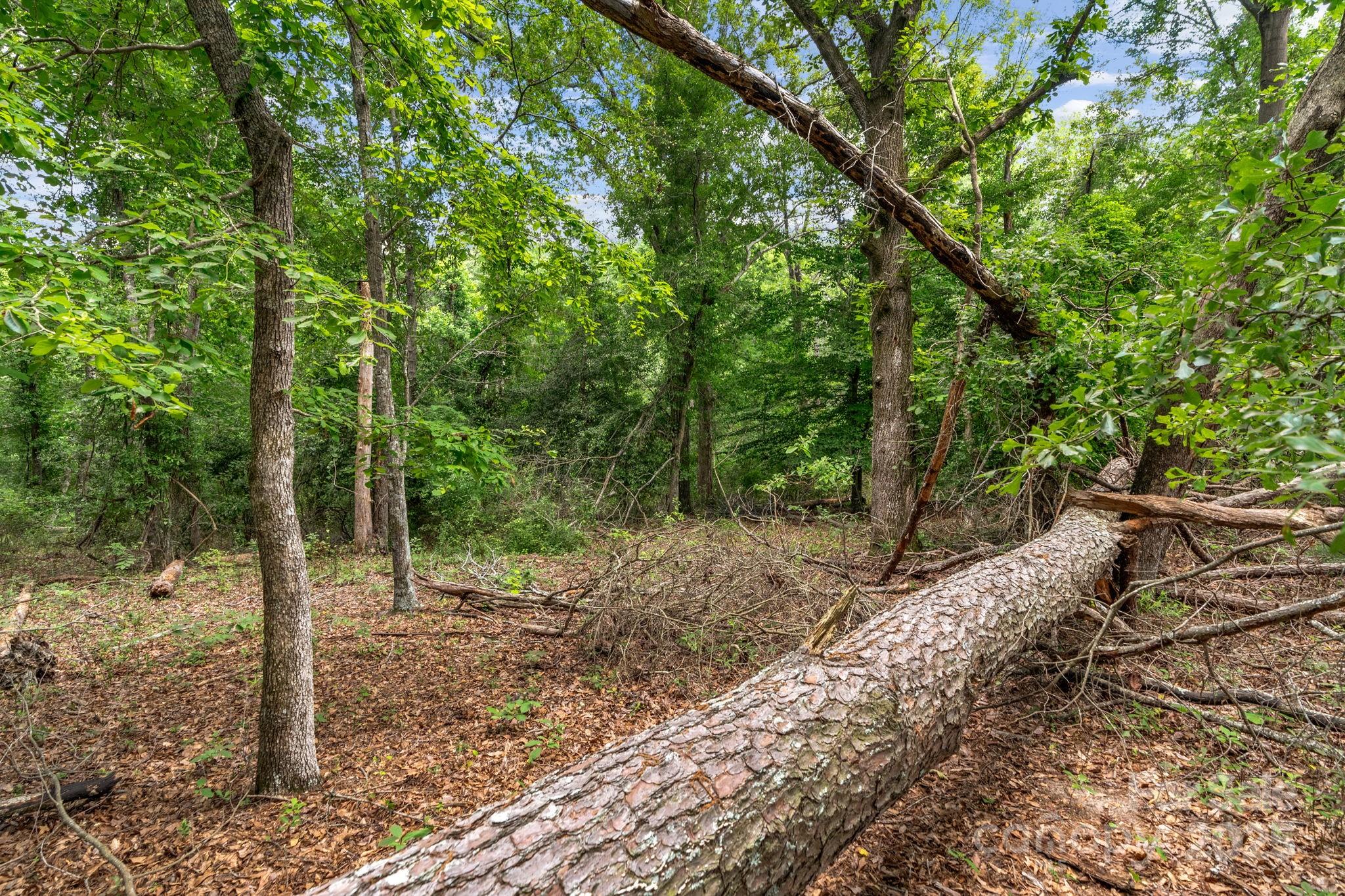 0 McMillan Road Cheraw, SC 29520 - Photo 28 of 33 a view of a forest filled with trees