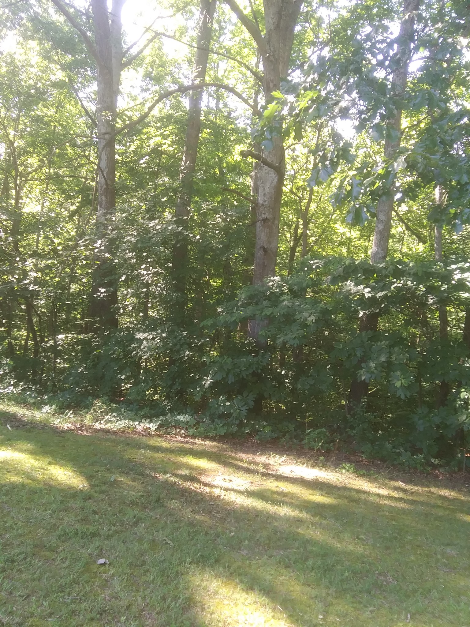 104 Willow Bend Road Dickson, TN 37055 - Photo 9 of 16 Gallery Image 9