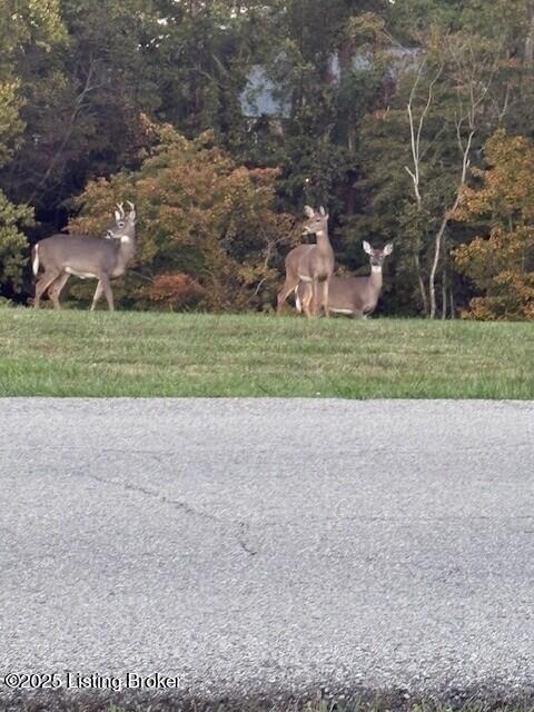 7 Riding Ridge Road Prospect, KY 40059 - Photo 40 of 41 Deer