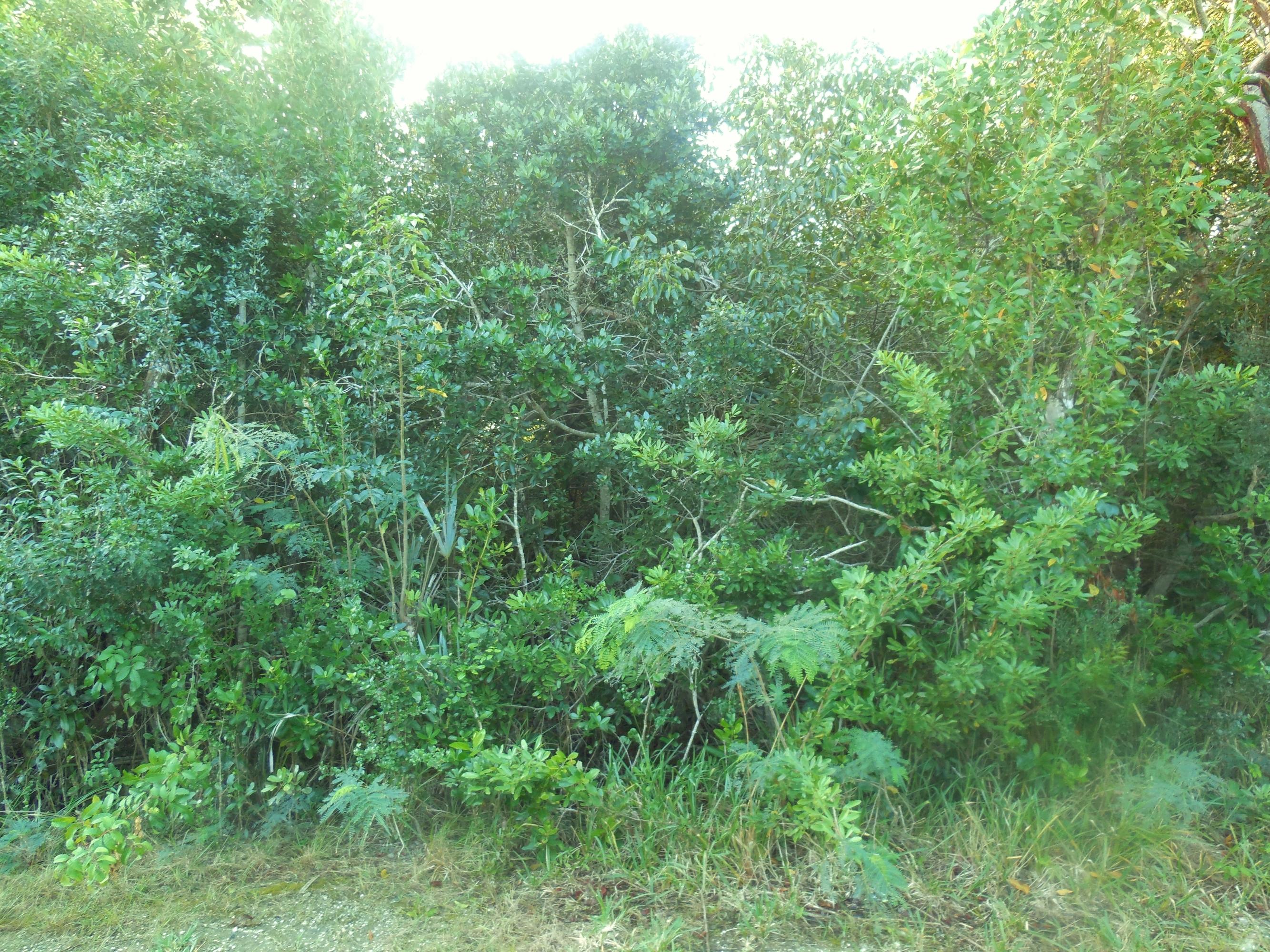 Lot 9-10 Dolphin Road Summerland Key, FL 33042 - Photo 2 of 4 Nice Double Lot
