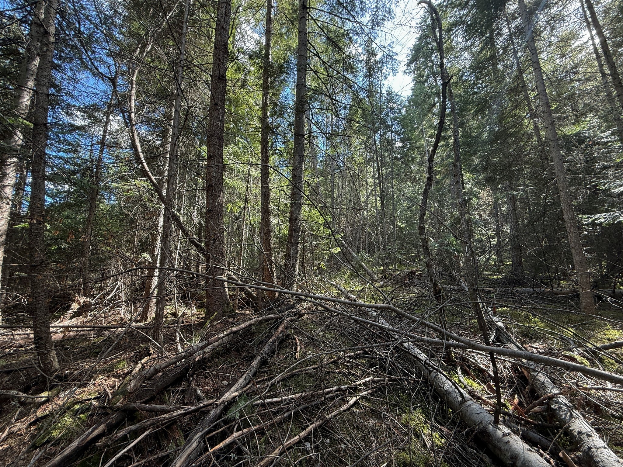 N/a Wapiti Point Road Thompson Falls, MT 59873 - Photo 16 of 17 Gallery Image 16