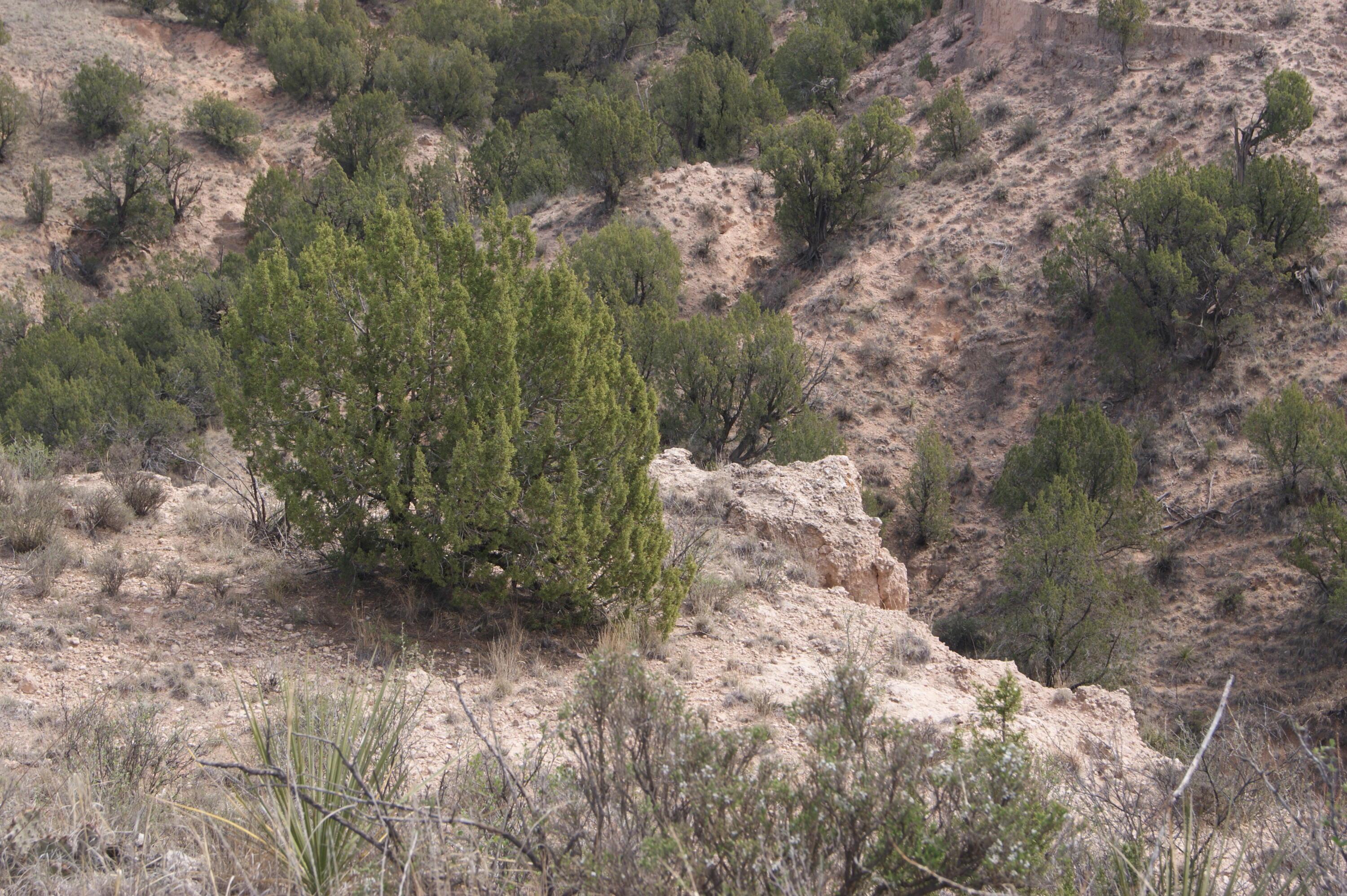 0 Michael Amarillo, TX 79118 - Photo 3 of 12 a view of a forest with a tree