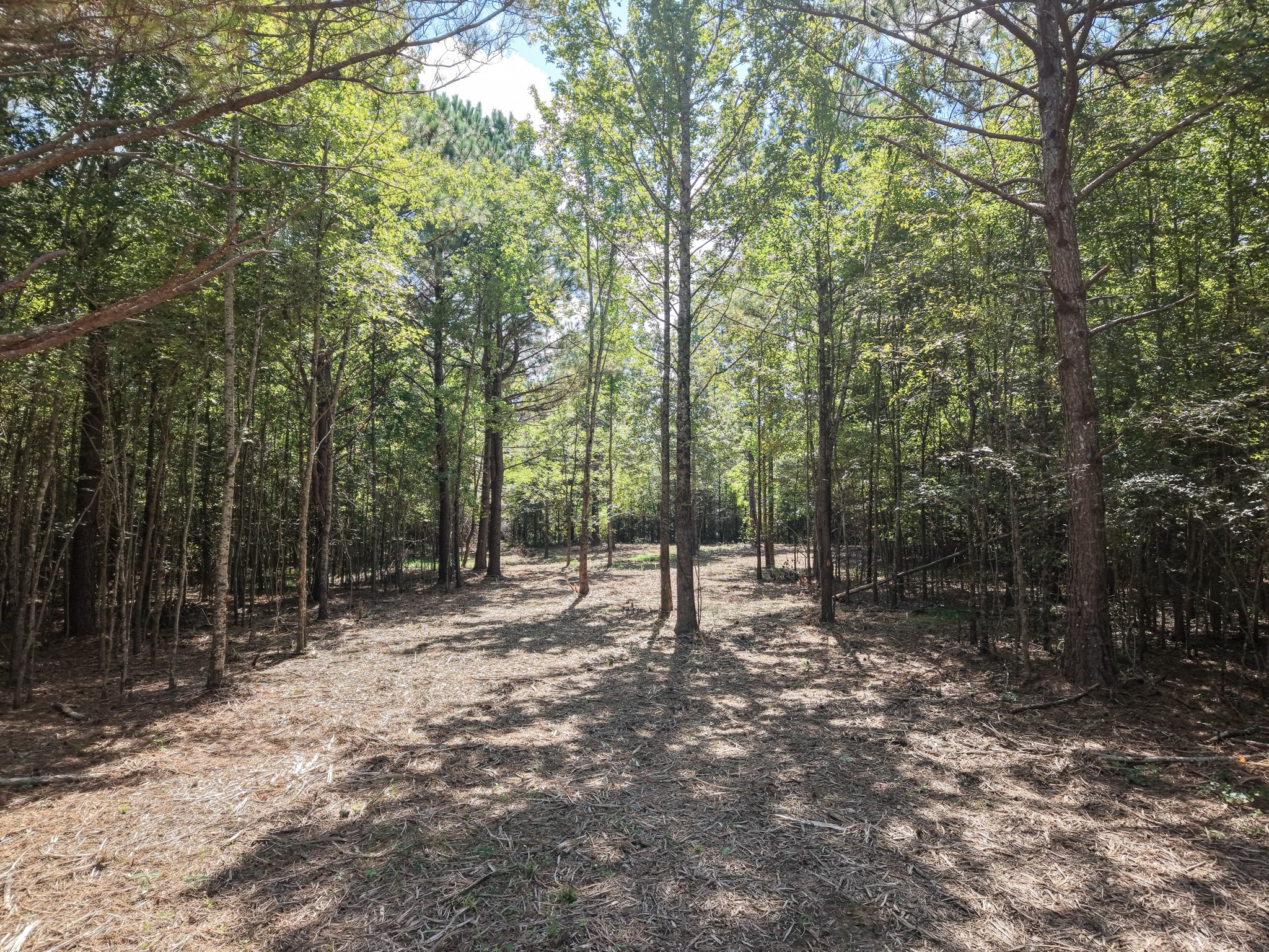 0 Point Mason Road Big Sandy, TN 38221 - Photo 5 of 12 Gallery Image 5