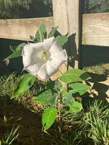 a view of a two chairs in a backyard