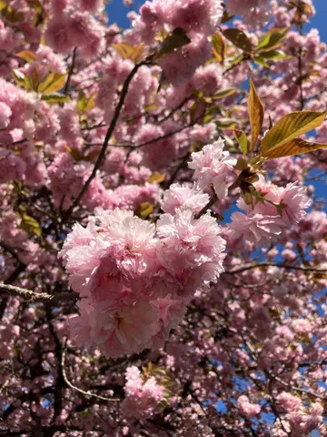 $350,000 | 7011 South East Highway, Elkton, VA 22827