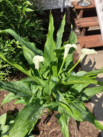 $350,000 | 7011 South East Highway, Elkton, VA 22827