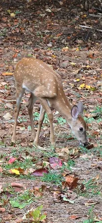 $519,900 | 4279 Red Fox Trail, Oakwood, GA 30566