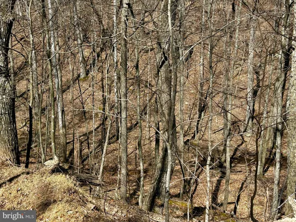 a view of a large tree