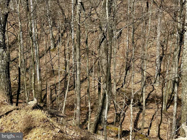 a view of a large tree