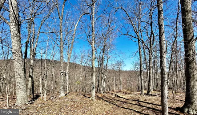 a view of a forest that has a tree