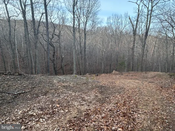 a view of dirt yard with a large tree