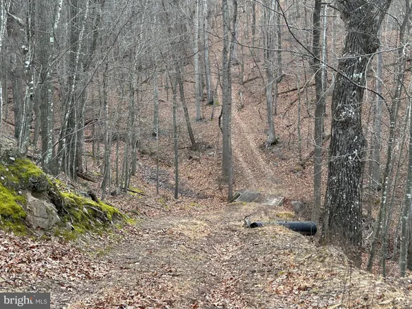 a view of a forest filled with trees