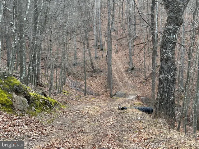 a view of a forest filled with trees
