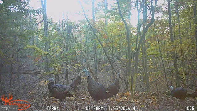 $199,900 | Lot 46 Peewee Lane, Hedgesville, WV 25427