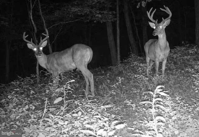 $199,900 | Lot 46 Peewee Lane, Hedgesville, WV 25427