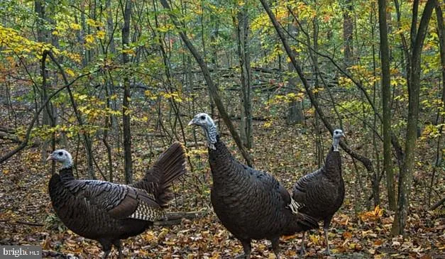 $199,900 | Lot 46 Peewee Lane, Hedgesville, WV 25427