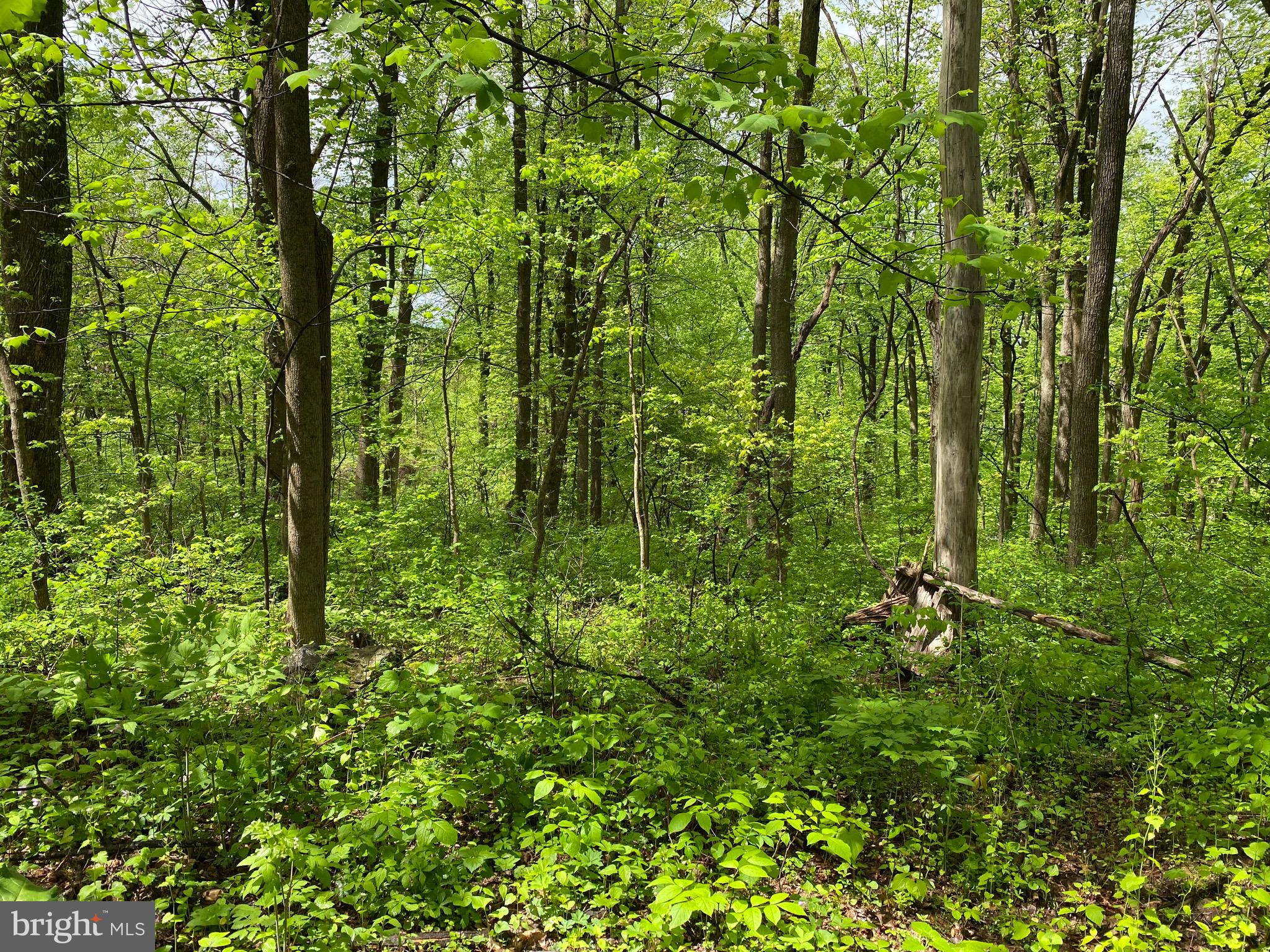 a view of a lush green forest
