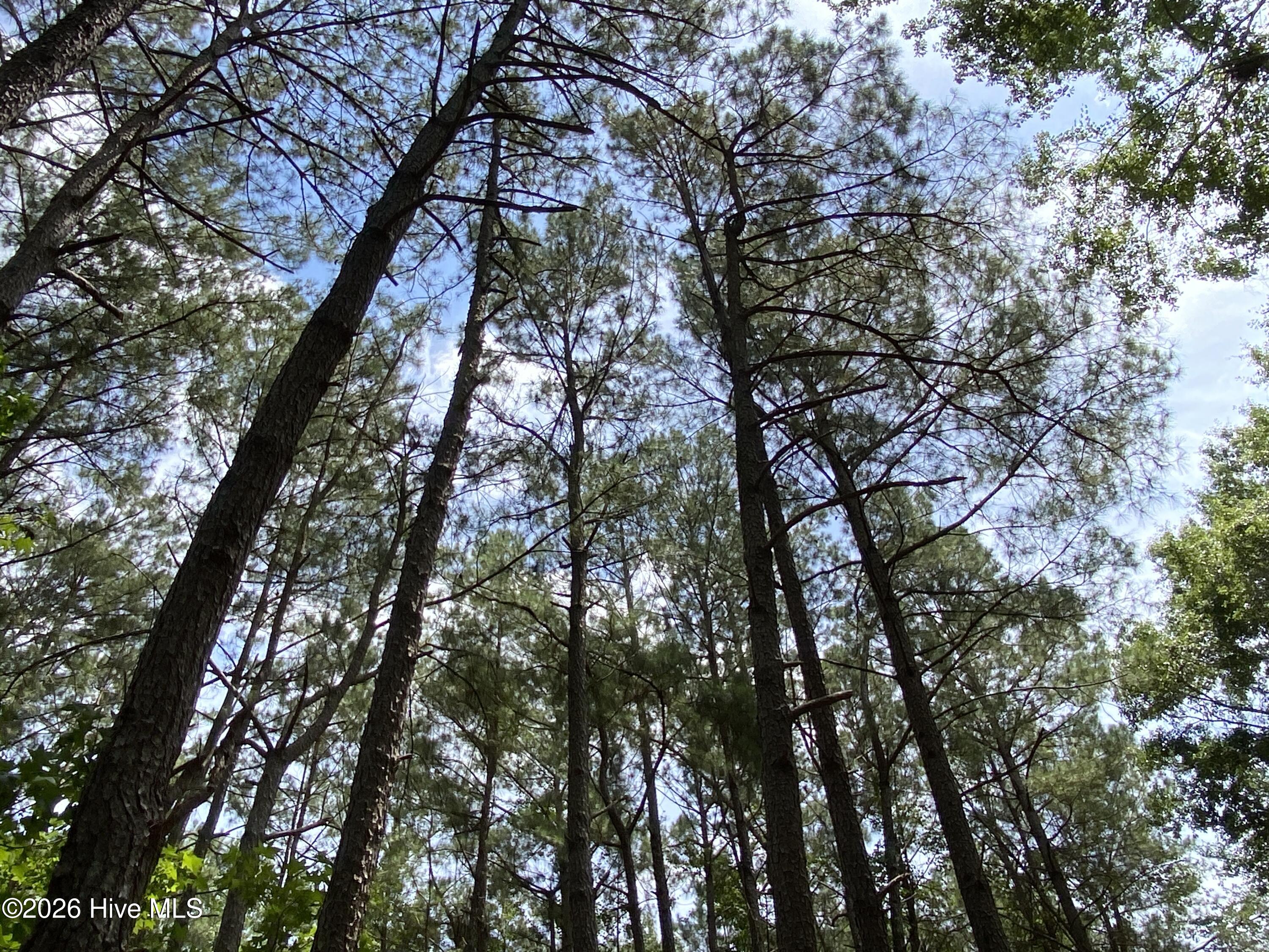 Tbd Hayne Stretch Road Roseboro, NC 28382 - Photo 26 of 31