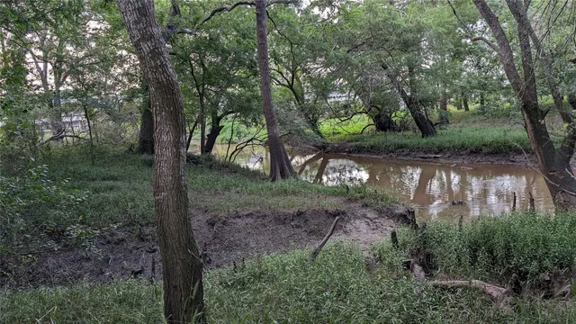 a view of a forest with a tree