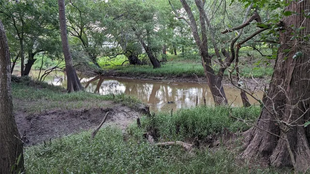 a view of a forest filled with trees